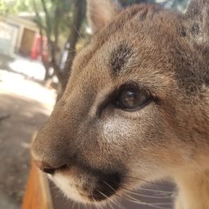 Meet your Posher, Talib